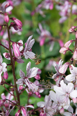 pink and white flowers dictamnus albus