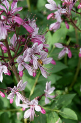 pink and white flowers dictamnus albus