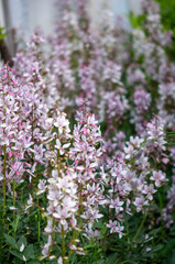 pink and white flowers dictamnus albus