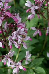 Obraz premium pink and white flowers dictamnus albus