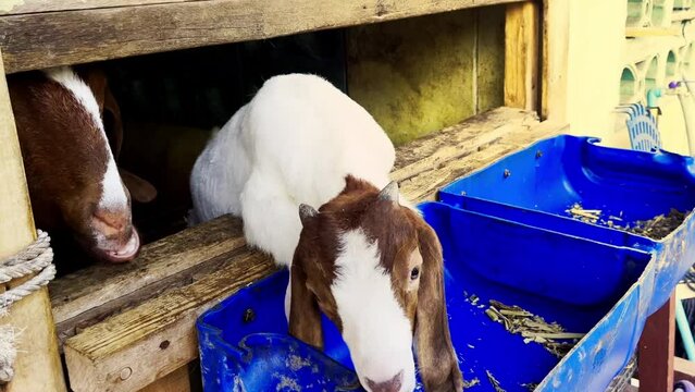A beautiful little goat with white stripes trimmed with brown looks at the camera happily munching on powdered food in a blue food container in a farm pen. By shooting video at a close distance. 