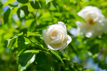 white rose on green background
