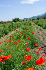 poppies in the field