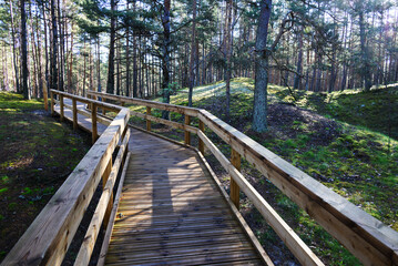 Wooden path in the forest.