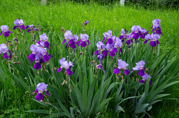 flowers in the grass