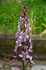 dictamnus albus