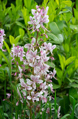 pink and white flowers dictamnus albus