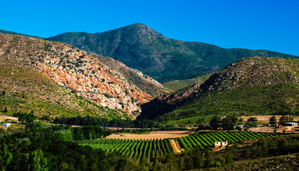 Orchards in the late afternoon in the Langkloof valley near Kysoe.
