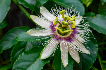 Passion or sweet granadilla flower (Passiflora incarnata) in private garden, Uniondale.