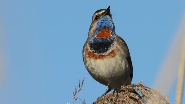 beautiful bird, bluethroat sings a song, close-up