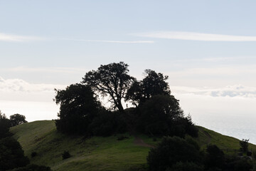 Small human figure in silhouette framed by the crown and trunk of a large tree.