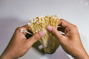 Fresh enoki mushrooms, held in two hands, on a plain white background