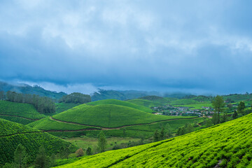 green tea plantation