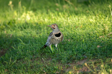 Northern Flicker in the green grass