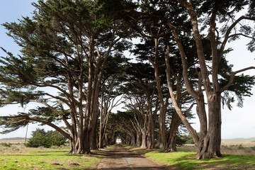  Popular Cypress tree tunnel in the Point Reyes National Seashore.