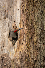 northern flicker looking out of a hollow tree