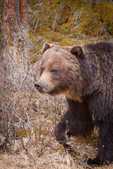 Canadian Grizzly Bear Walking in Woods