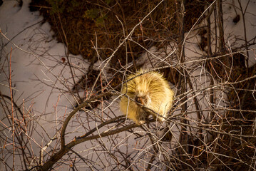 North American Porcupine chewing on a branch