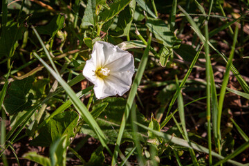 Fototapeta premium White bindweed from South Dakota Prairie