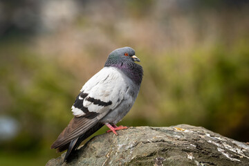 Rock pigeon standing on a rock