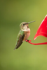 Anna's Hummingbird sitting at a feeder