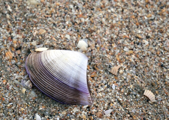 shell on the beach with tiny shells
