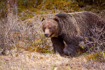 Grizzly Bear Walking through the Brush