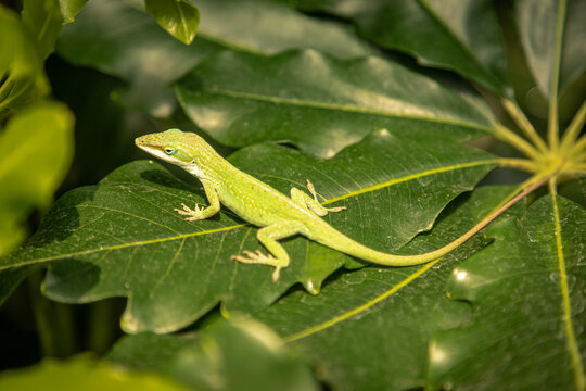 green lizard on a green leaf