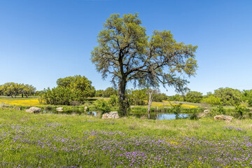 Spring landscape in Texas with wildflowers, a tree and a pond