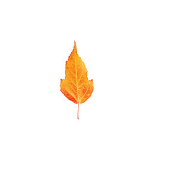 Yello leaf png, autumn leaf png, yellow leaf isolated on white transparent background.png