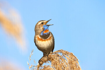 beautiful bird, bluethroat, sings a song