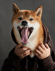 Yawning Shiba Inu in a hoodie, captured mid-yawn. The image showcases a dog in casual attire,...