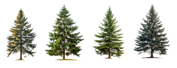 Collection of tall spruce tree s isolated on transparent or white background