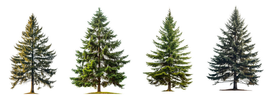 Collection of tall spruce tree s isolated on transparent or white background