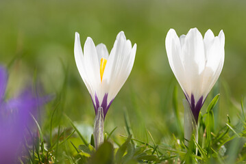 two white spring crocus flowers in the grass, narrow depth of field, green blurry background