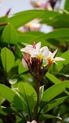Obraz premium Close-up of Plumeria flowers blooming