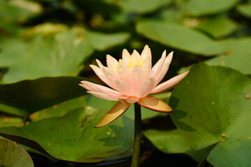 Nymphaea flowers bloom in the lake