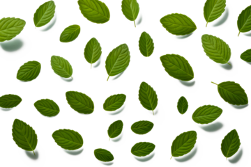 Peppermint leaf floating flying isolated 