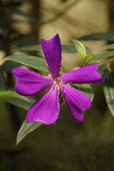 Close-up of Tibouchina semidecandra flower blooming