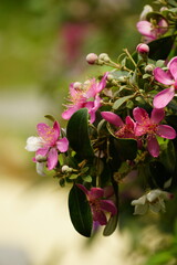 Close-up of blooming Rhodomyrtus tomentosa flower