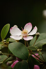 Close-up of blooming Rhodomyrtus tomentosa flower