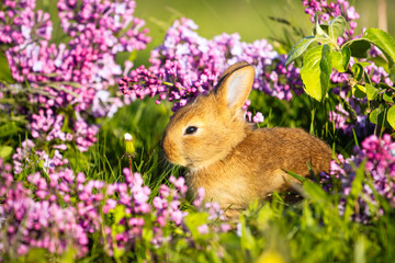 Fototapeta premium cute red rabbit in lilac flowers