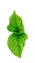 green mint leaf  © Gadda