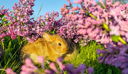 rabbit among lilac flowers in the sunset rays