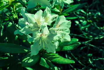 Close-up of an open rhododendron flower. Beautiful flower, fragrance, summer. Flowering decorative...