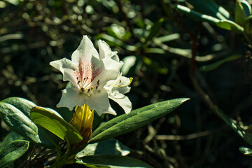 Close-up of an open rhododendron flower. Beautiful flower, fragrance, summer. Flowering decorative bush in the park. Rhododenron, petals, pistil.