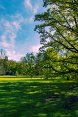 Beautiful park in sunny weather without people. Sun rays, sunny day. Grass with sunlit trees. Blue sky with white clouds.