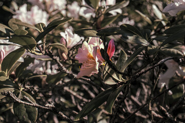 Detail of blooming rhododendron. Abstract autograph with flower detail and desaturated surroundings. Abstract, detail, flower, park, ornamental bush with flowers