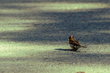 House sparrow on a concrete sidewalk in the park. Little city bird. A house sparrow with its back to the lens. Wild nature, park.