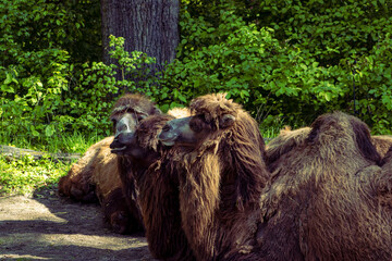 A group of camels resting in a reclining position. Trees and a park in the background. Camel, animal